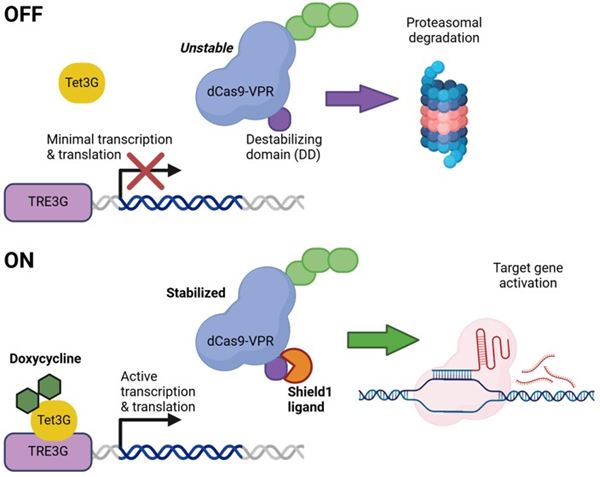 Transcriptional and post-translational control with the Strict-R inducible lentiviral dCas9-VPR CRISPRa system 
