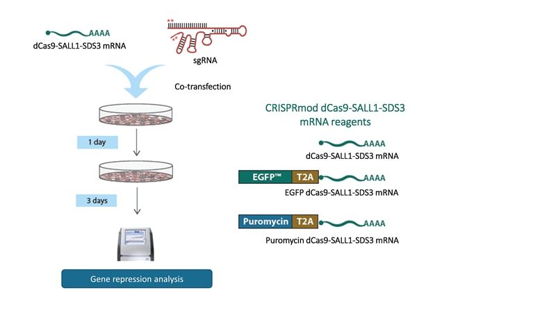 CRISPRi workflow with dCas9-SALL1-SDS3 mRNA and synthetic sgRNA
