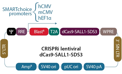 CRISPRi dCas9-SALL1-SDS3 lentiviral vectors