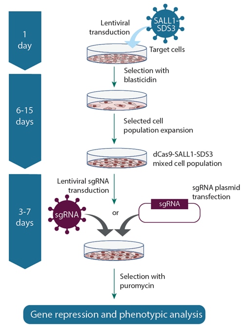 CRISPRi workflow using lentiviral dCas9-SALL1-SDS3 and expressed sgRNA