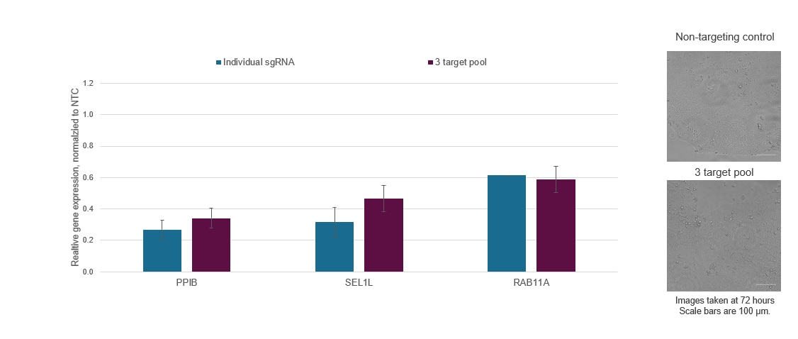 Synthetic sgRNAs enable easy multiplexing for the simultaneous repression of multiple genes 