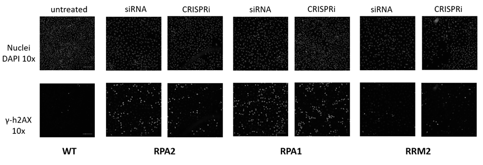 Synthetic CRISPRi reagents can be used to orthogonally validate hits from siRNA screens