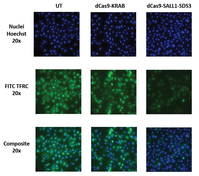 CRISPRi with dCas9-SALL1-SDS3 results in more robust protein level repression than CRISPRi with dCas9-KRAB