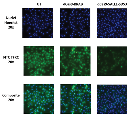 CRISPRi with dCas9-SALL1-SDS3 results in more robust protein level repression than CRISPRi with dCas9-KRAB