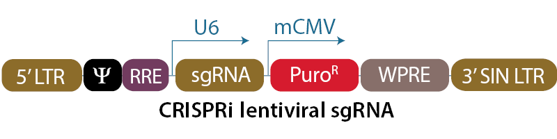 CRISPRi lentiviral sgRNA vector