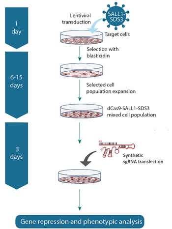 CRISPR interference workflow with lentiviral dCas9-SALL1-SDS3 and synthetic sgRNA