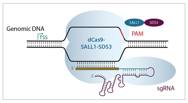 Diagram of CRISPRi-based transcriptional repression 
