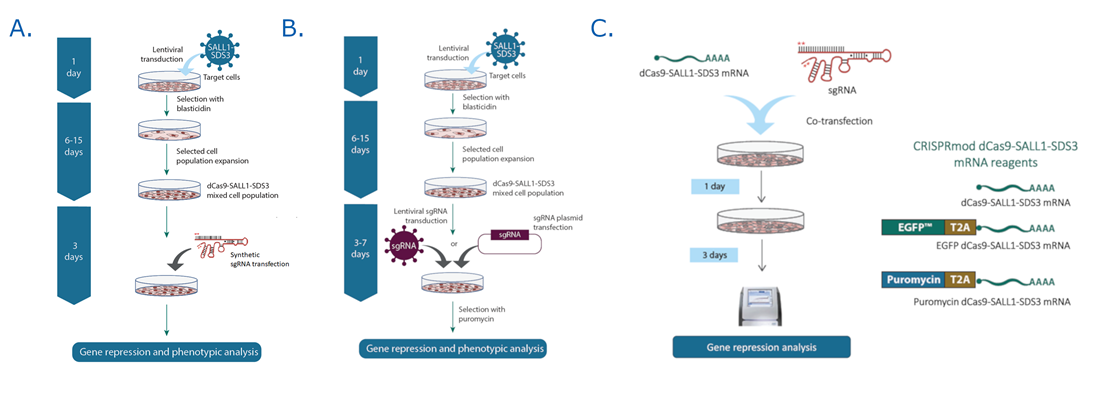 CRISPRi Workflows image