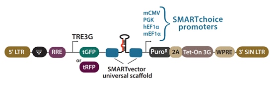 SMARTvector inducible shRNA vector diagram