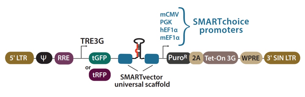SMARTvector inducible shRNA vector diagram