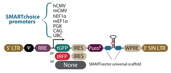 SMARTvector shRNA vector diagram