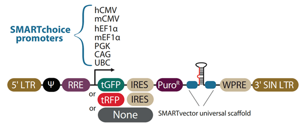 SMARTvector ShRNA Vector Diagram image