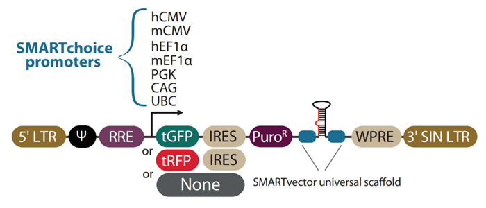 SMARTvector ShRNA Vector Diagram image