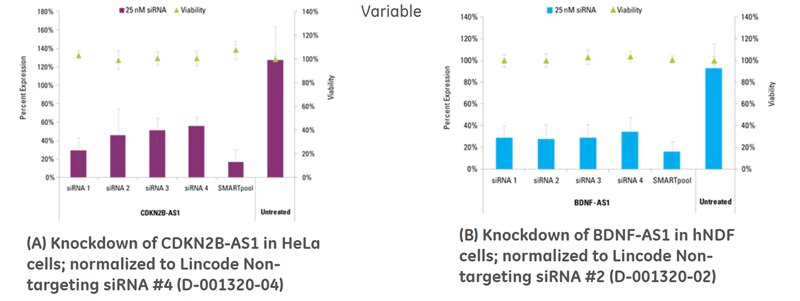 Knockdown of CDKN2B-AS1 in HeLa cells Knockdown of CDKN2B-AS1 in HeLa cells