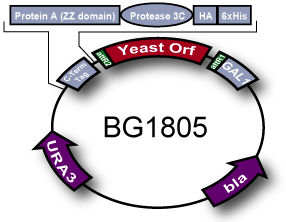 Clone Yeast ORF Vector