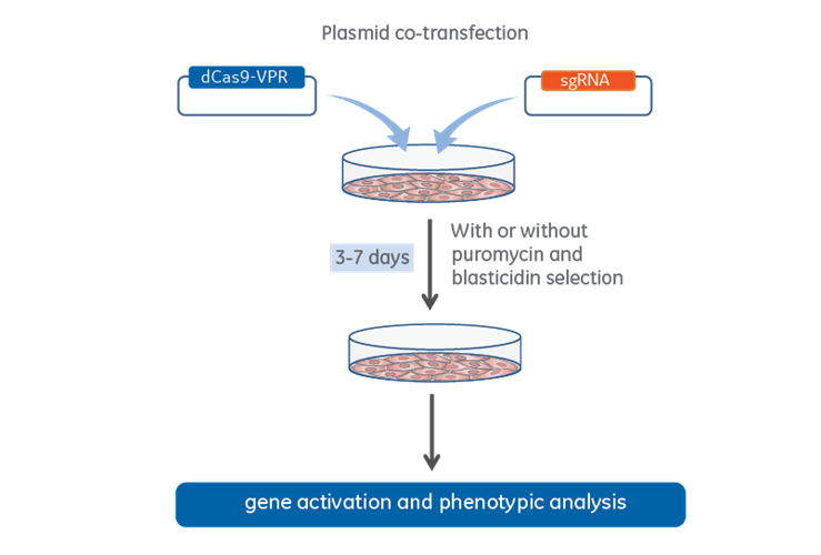 Edit-R CRISPRa co-transfection workflow