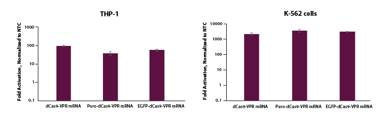 CRISPRa gene activation by electroporation of dCas9-VPR mRNA