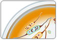 taxonomy thumbnail precision lentiorfs