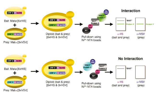 Strain Information