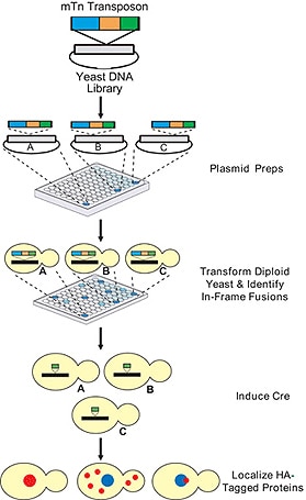 Yeast Insertional Mutant - mTn Transposon