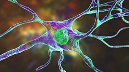 Dharmacon™ Accell™ 2.0 siRNA