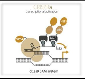 CRISPRa-transcriptional-activation