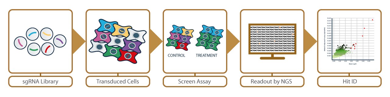 CRISPR Screening