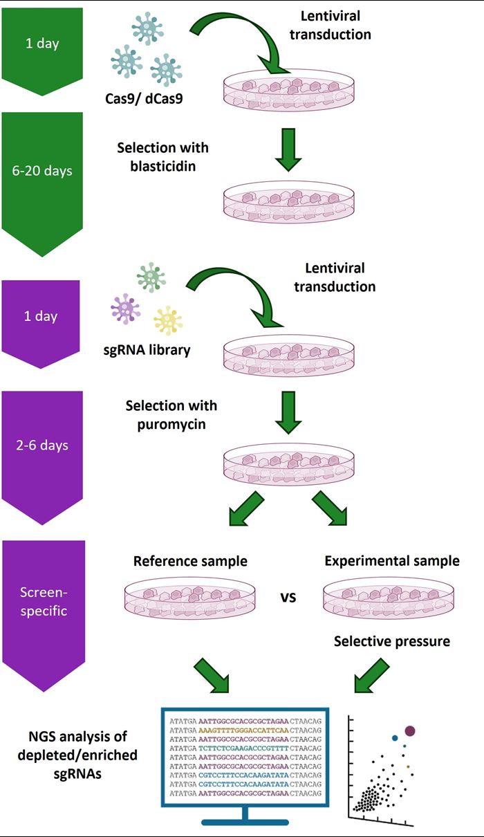Gene knockout screening workflow using the Edit-R Lentiviral sgRNA Pooled Screening Library platform