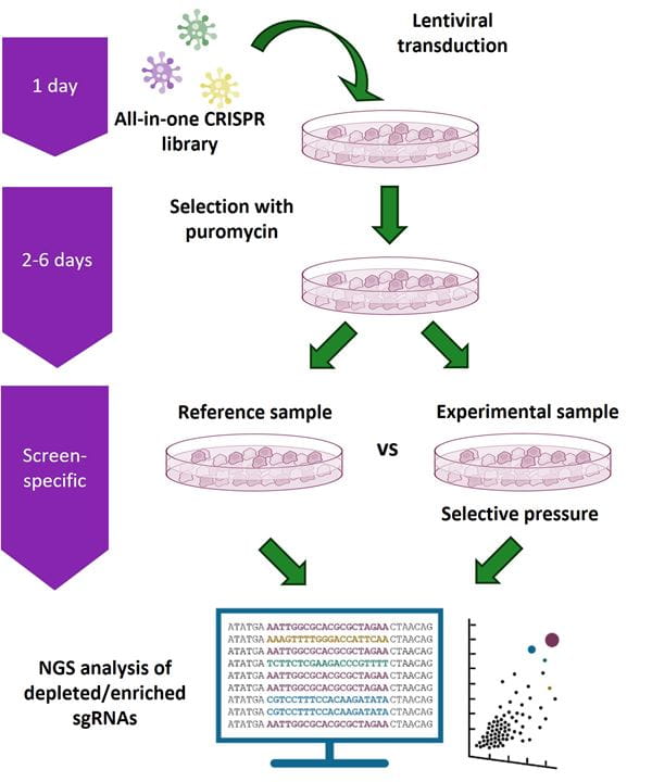 Gene overexpression screening workflow using the CRISPRmod CRISPRa All-in-one Lentiviral Pooled Library platform