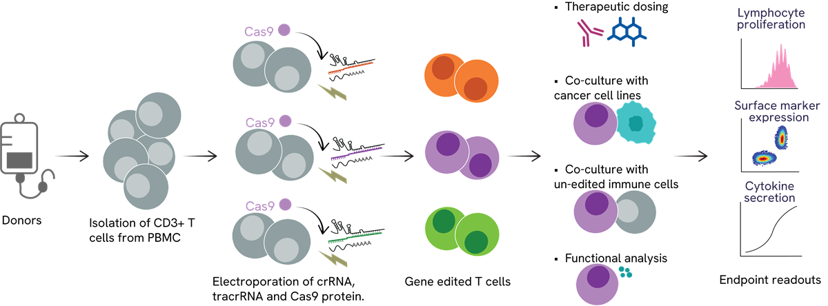 CRISPR T cell arrayed screening workflow