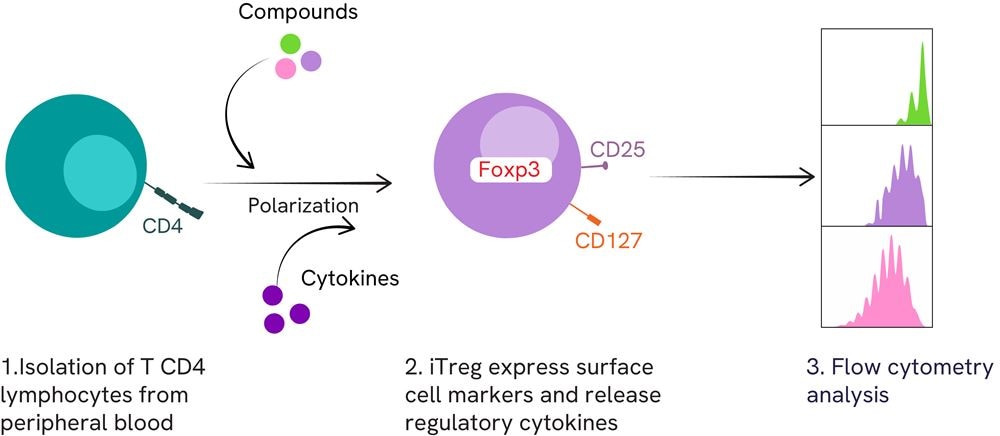 How the iTreg polarization assay works How the iTreg polarization assay works