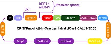 Schematic map of the CRISPRmod CRISPRi All-in-one lentiviral vector