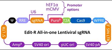 Schematic map of the Edit-R All-in-one lentiviral sgRNA vector