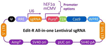 Schematic map of the Edit-R All-in-one lentiviral sgRNA vector