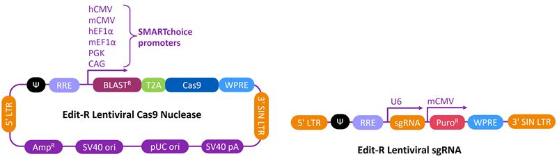 Schematic maps of the Edit-R Lentiviral Cas9 Nuclease and sgRNA vectors