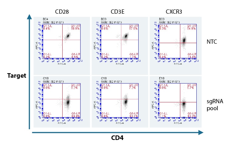 Flow cytometry analysis of protein KO in CD4+ T cells with a pool of predesigned synthetic sgRNA