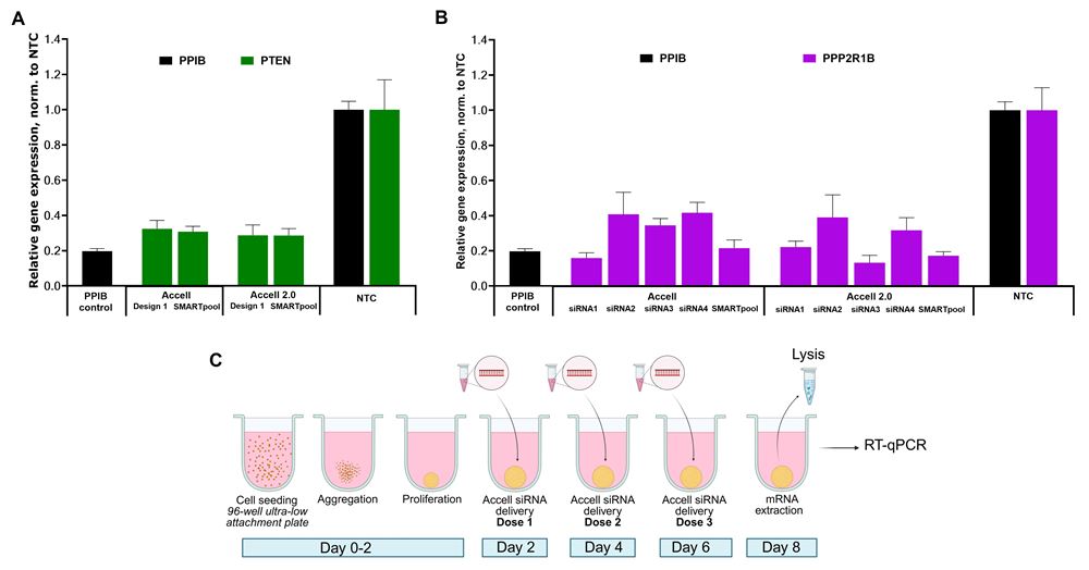 Performance of target mRNA knockdown in matrix-free 3D spheroids is maintained with Accell 2.0 siRNA