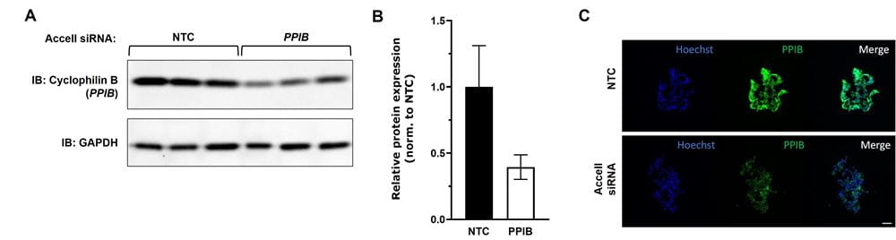 Target protein knockdown in matrix-free 3D spheroids using Accell 2.0 siRNA