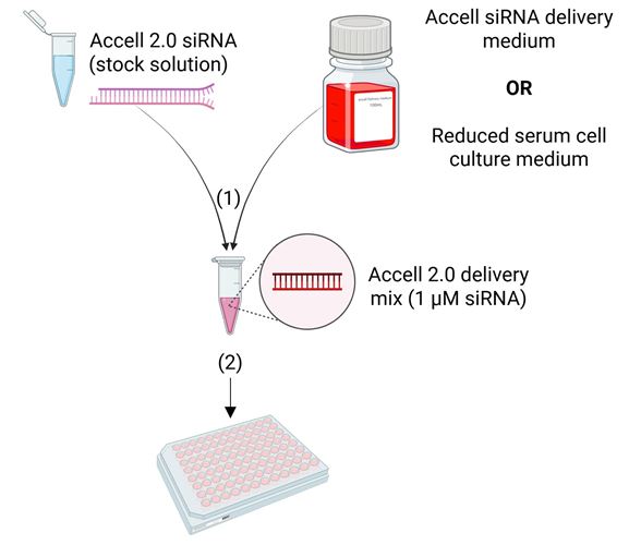 workflow sirna delivery knockdown global researcher marketing