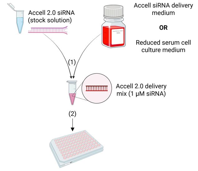 workflow sirna delivery knockdown global researcher marketing