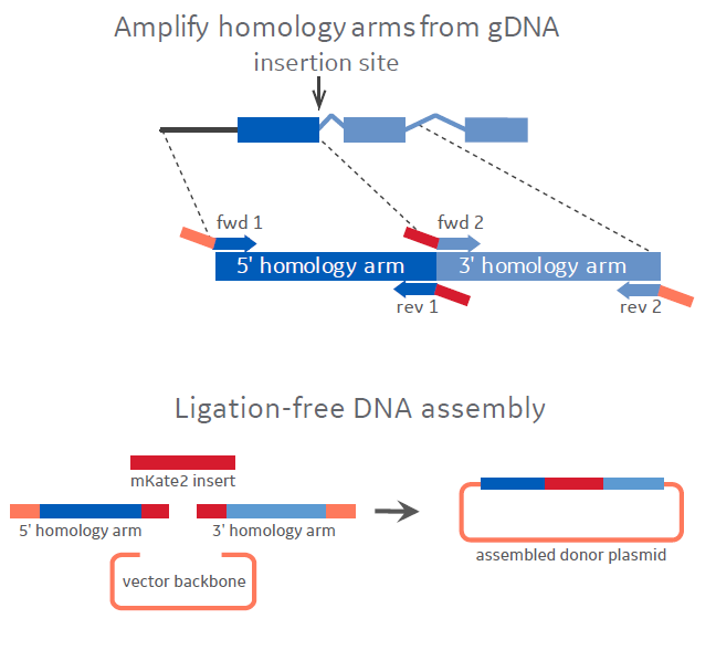 Schematic of HDR plasmid donor assembly