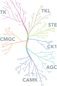 Kinases Diagram