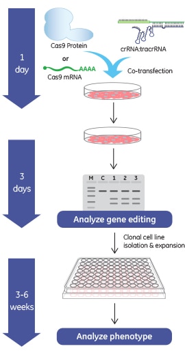 Gene knockout workflow using the Edit-R Cas9 Nuclease mRNA with synthetic crRNA and tracrRNA