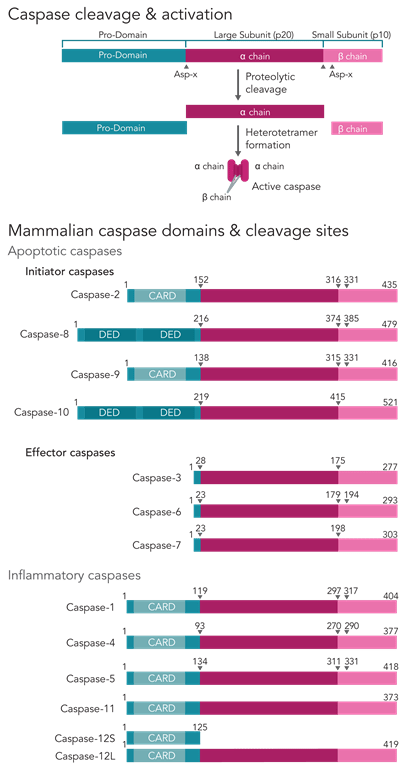 CaspasesDiagram