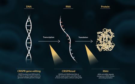 The central dogma of biology: DNA to RNA to Protein The central dogma of biology: DNA to RNA to Protein