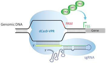 dCas9-VPR system with sgRNA and crRNA:tracrRNA