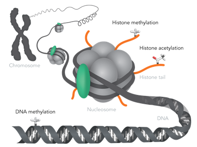 Epigenetic Diagram 2