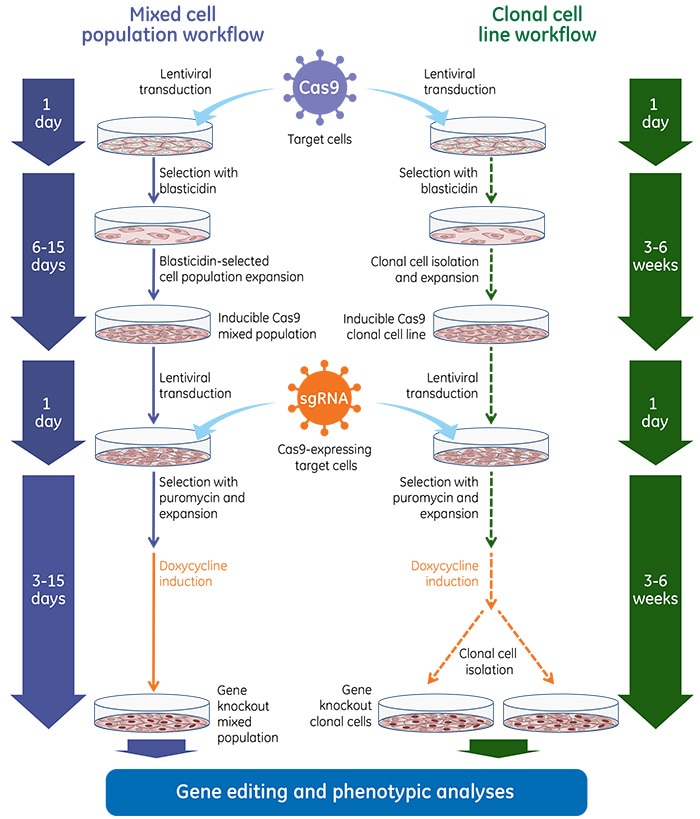 experimental workflow for individual gene knockout with sgrna lentiviral particles