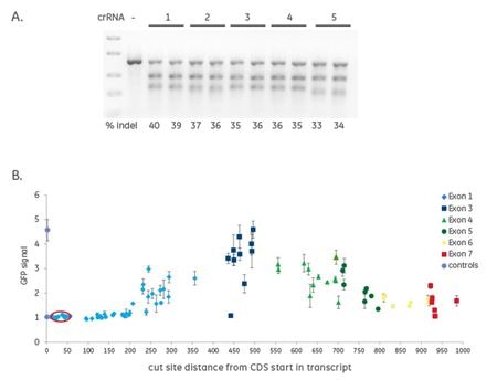 Figure Creation of Indels