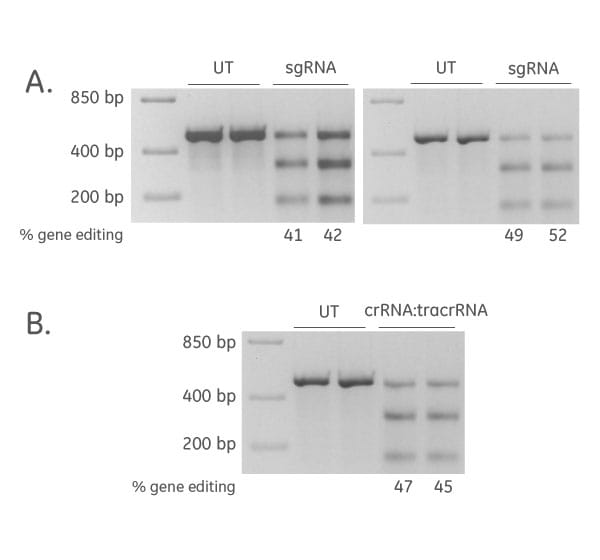 CRISPR cas9 Synthetic sgRNA